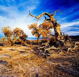 育碧怂了 《刺客信条：影》首日补丁将让神社坚不可摧